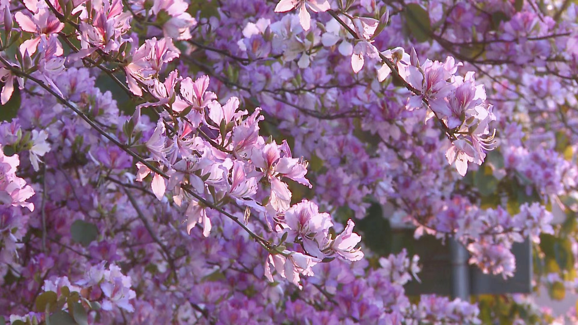 紫荆花开醉春风烂漫粉紫春意浓